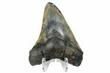 Fossil Megalodon Tooth - South Carolina #164996-2